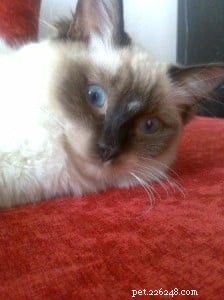 Ragdoll Cats with Stunning Blaze Patterns – Beautiful Photos