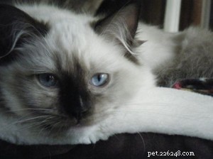 Ragdoll Cats with Stunning Blaze Patterns – Beautiful Photos