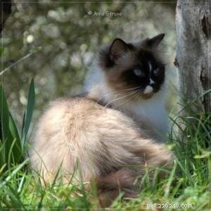 Ragdoll Cats with Stunning Blaze Patterns – Beautiful Photos