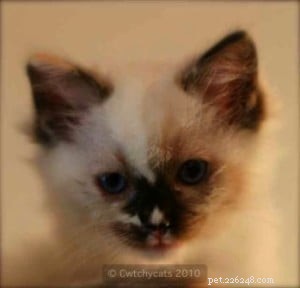 Ragdoll Cats with Stunning Blaze Patterns – Beautiful Photos