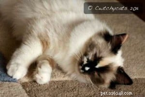 Ragdoll Cats with Stunning Blaze Patterns – Beautiful Photos