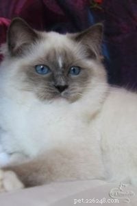 Ragdoll Cats with Stunning Blaze Patterns – Beautiful Photos