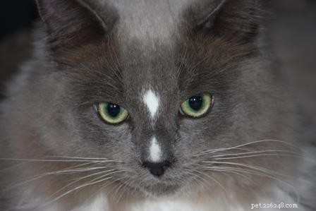 Ragdoll Cats with Stunning Blaze Patterns – Beautiful Photos