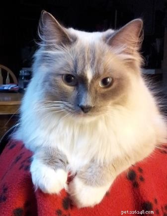 Ragdoll Cats with Stunning Blaze Patterns – Beautiful Photos