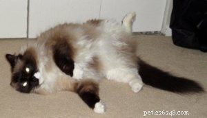 Ragdoll Cats with Stunning Blaze Patterns – Beautiful Photos