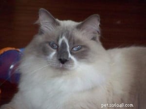 Ragdoll Cats with Stunning Blaze Patterns – Beautiful Photos