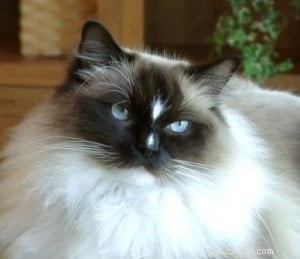 Ragdoll Cats with Stunning Blaze Patterns – Beautiful Photos
