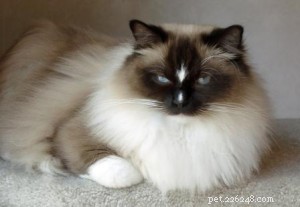Ragdoll Cats with Stunning Blaze Patterns – Beautiful Photos