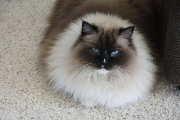 Ragdoll Cats with Stunning Blaze Patterns – Beautiful Photos