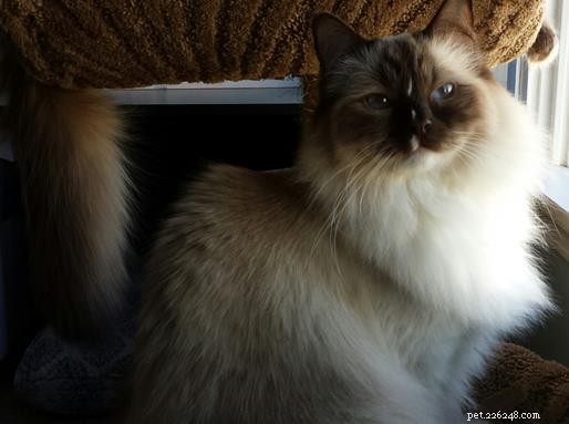 Ragdoll Cats with Stunning Blaze Patterns – Beautiful Photos