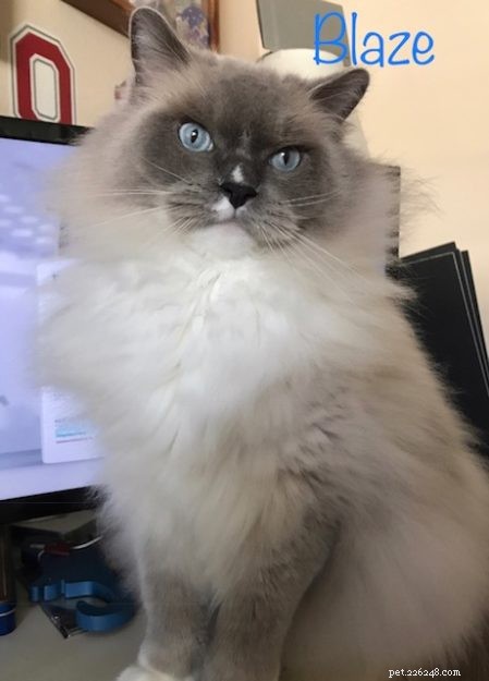 Ragdoll Cats with Stunning Blaze Patterns – Beautiful Photos