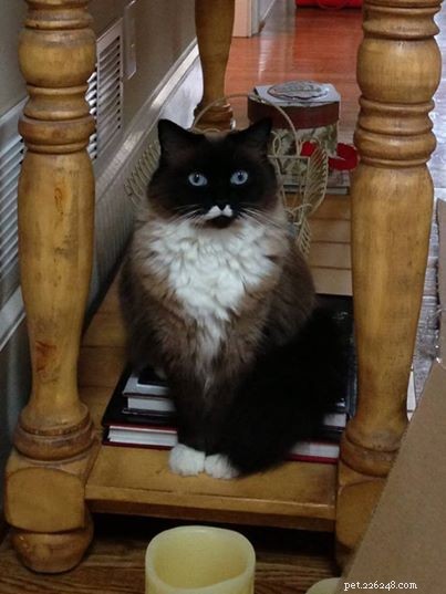 Ragdoll Cats with Stunning Blaze Patterns – Beautiful Photos