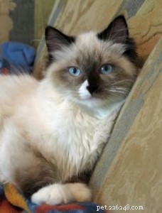 Ragdoll Cats with Stunning Blaze Patterns – Beautiful Photos
