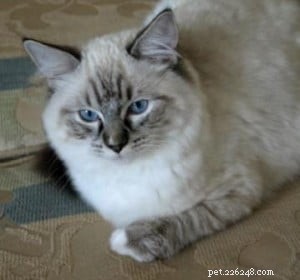 Ragdoll Cats with Stunning Blaze Patterns – Beautiful Photos