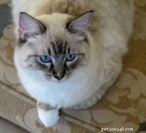 Ragdoll Cats with Stunning Blaze Patterns – Beautiful Photos