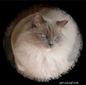 Ragdoll Cats with Stunning Blaze Patterns – Beautiful Photos