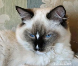 Ragdoll Cats with Stunning Blaze Patterns – Beautiful Photos