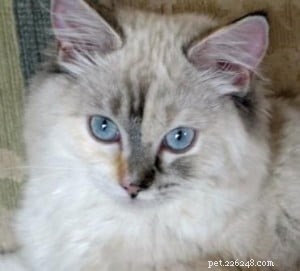 Ragdoll Cats with Stunning Blaze Patterns – Beautiful Photos