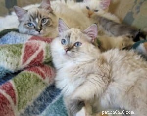 Ragdoll Cats with Stunning Blaze Patterns – Beautiful Photos