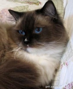Ragdoll Cats with Stunning Blaze Patterns – Beautiful Photos
