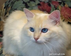 Ragdoll Cats with Stunning Blaze Patterns – Beautiful Photos