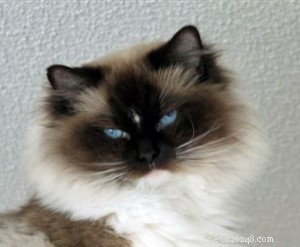 Ragdoll Cats with Stunning Blaze Patterns – Beautiful Photos