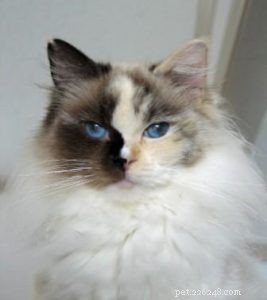 Ragdoll Cats with Stunning Blaze Patterns – Beautiful Photos