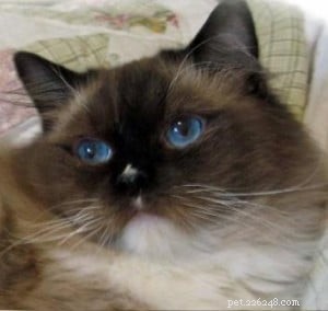Ragdoll Cats with Stunning Blaze Patterns – Beautiful Photos