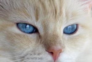 Ragdoll Cats with Stunning Blaze Patterns – Beautiful Photos