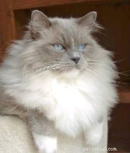 Ragdoll Cats with Stunning Blaze Patterns – Beautiful Photos