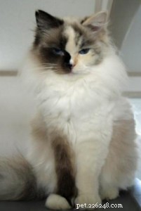 Ragdoll Cats with Stunning Blaze Patterns – Beautiful Photos