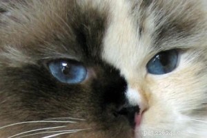 Ragdoll Cats with Stunning Blaze Patterns – Beautiful Photos