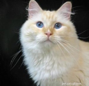 Ragdoll Cats with Stunning Blaze Patterns – Beautiful Photos