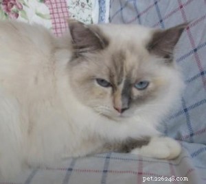 Ragdoll Cats with Stunning Blaze Patterns – Beautiful Photos