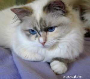Ragdoll Cats with Stunning Blaze Patterns – Beautiful Photos