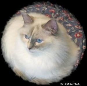 Ragdoll Cats with Stunning Blaze Patterns – Beautiful Photos