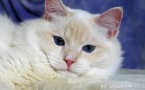 Ragdoll Cats with Stunning Blaze Patterns – Beautiful Photos