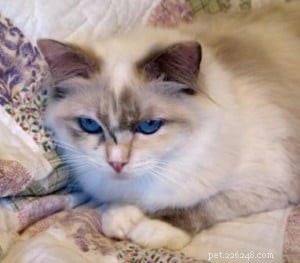Ragdoll Cats with Stunning Blaze Patterns – Beautiful Photos