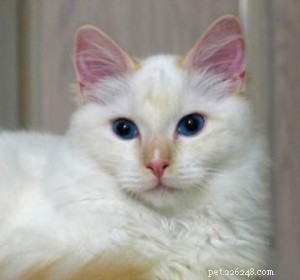 Ragdoll Cats with Stunning Blaze Patterns – Beautiful Photos