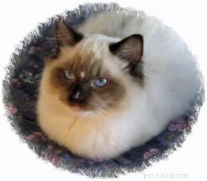 Ragdoll Cats with Stunning Blaze Patterns – Beautiful Photos