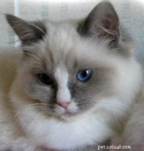 Ragdoll Cats with Stunning Blaze Patterns – Beautiful Photos