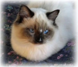 Ragdoll Cats with Stunning Blaze Patterns – Beautiful Photos