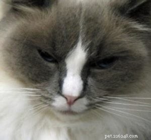 Ragdoll Cats with Stunning Blaze Patterns – Beautiful Photos