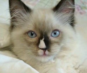 Ragdoll Cats with Stunning Blaze Patterns – Beautiful Photos