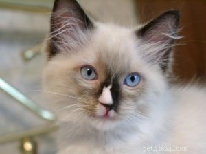 Ragdoll Cats with Stunning Blaze Patterns – Beautiful Photos