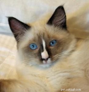 Ragdoll Cats with Stunning Blaze Patterns – Beautiful Photos