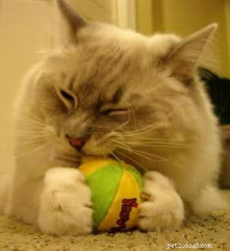 Premium Organic Catnip Toys for Happy, Healthy Cats