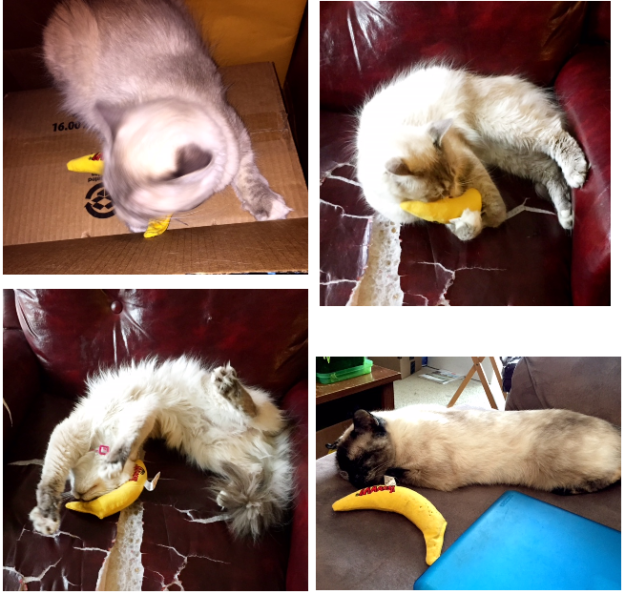 Premium Organic Catnip Toys for Happy, Healthy Cats