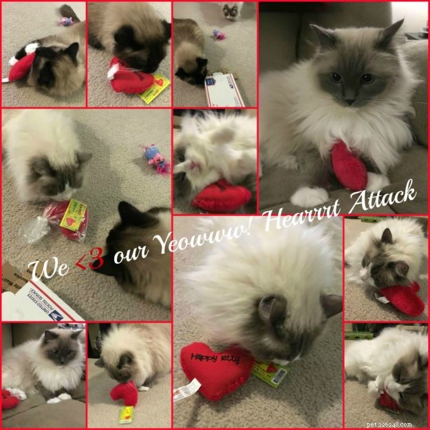 Premium Organic Catnip Toys for Happy, Healthy Cats