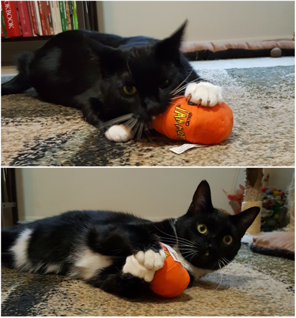 Premium Organic Catnip Toys for Happy, Healthy Cats